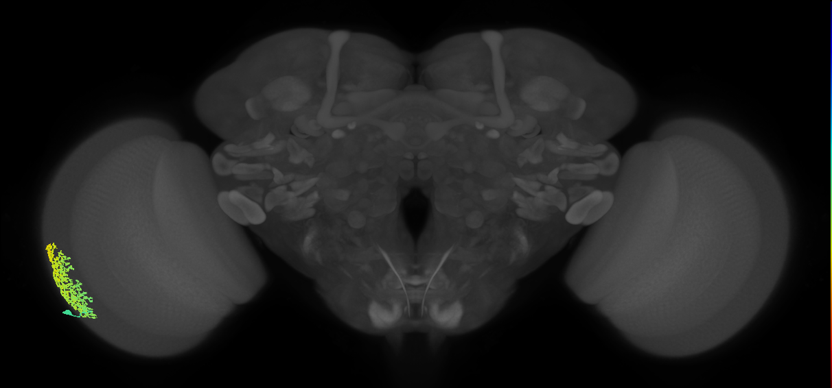 Dm6_L (MaleCNS:66416)