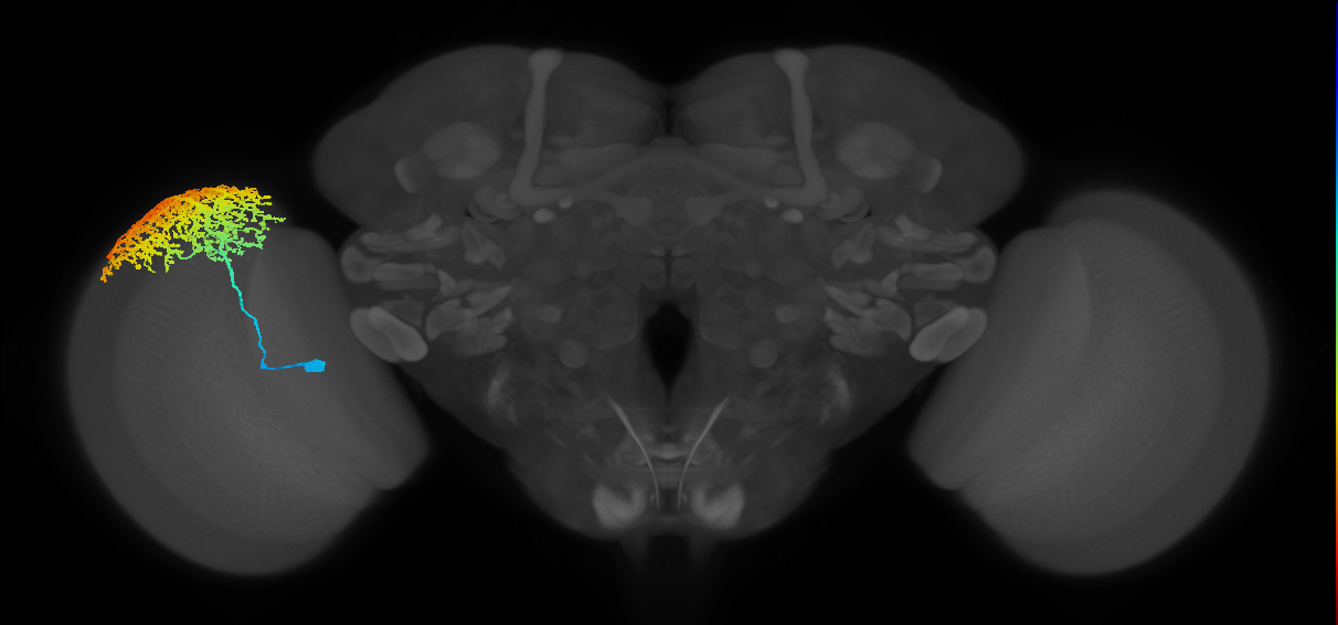 Dm6_L (MaleCNS:11436)