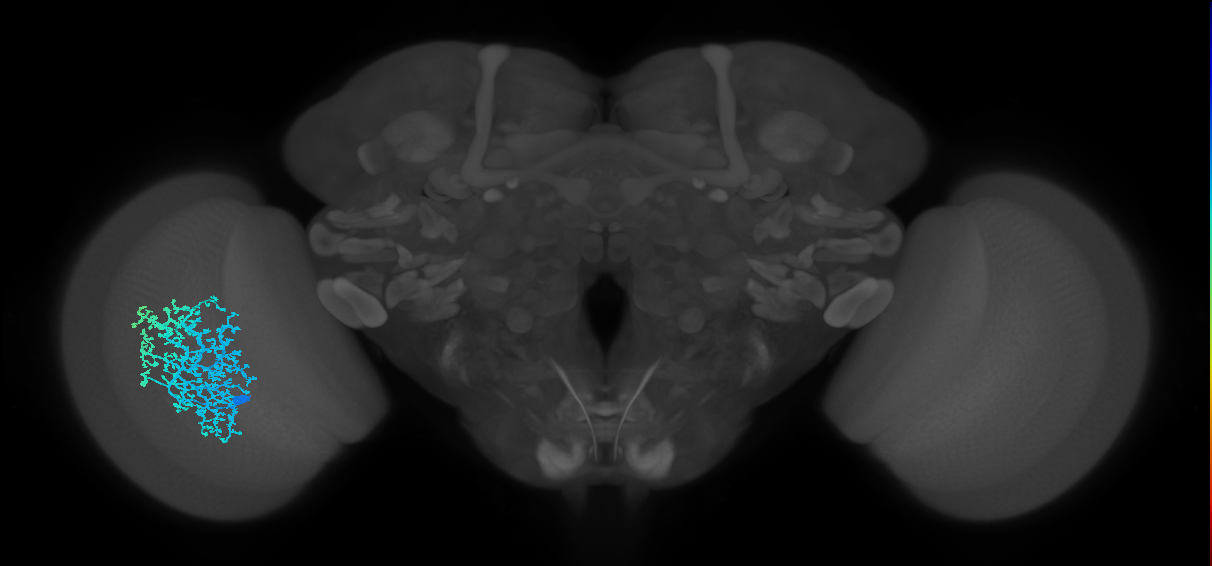 Dm6_L (MaleCNS:520501)