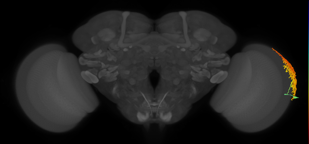 Dm6_R (MaleCNS:549221)