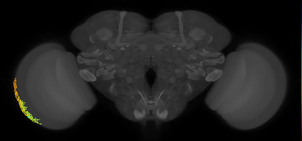 Dm6_L (MaleCNS:15006)