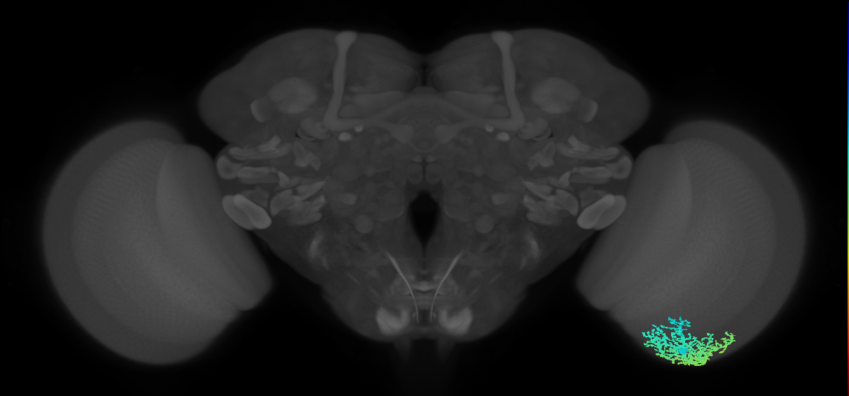 Dm6_R (MaleCNS:15608)