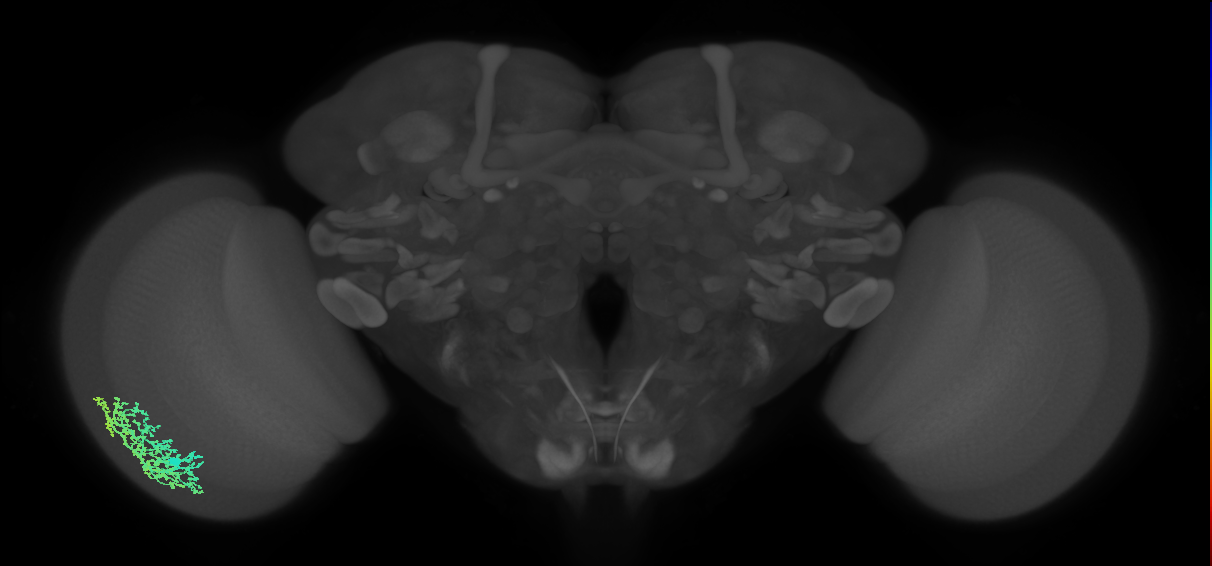 Dm6_L (MaleCNS:15801)