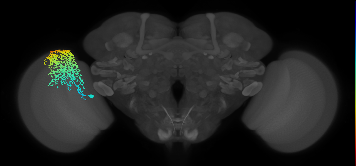Dm6_L (MaleCNS:513267)