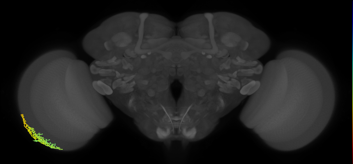 Dm6_L (MaleCNS:18594)