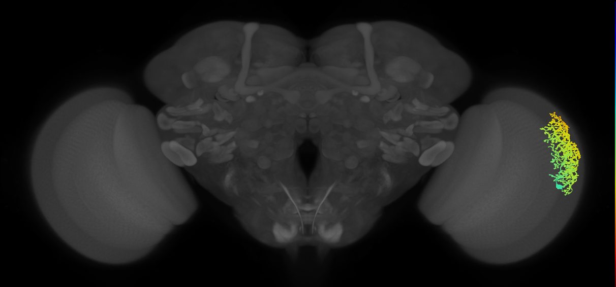Dm6_R (MaleCNS:13530)