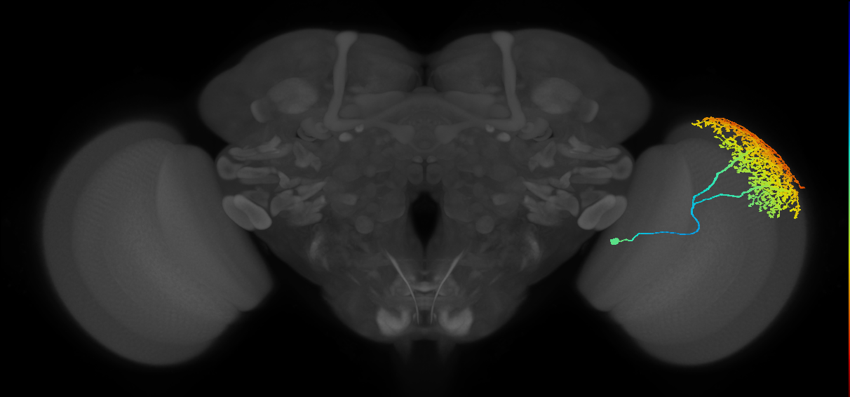 Dm6_R (MaleCNS:12538)