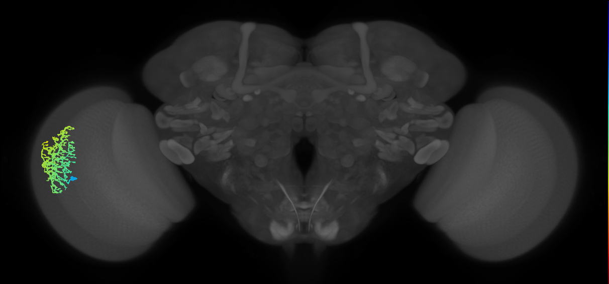 Dm6_L (MaleCNS:11612)