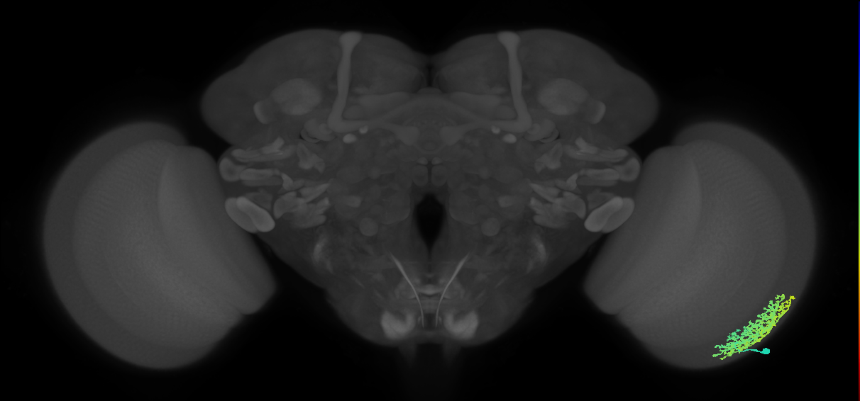 Dm6_R (MaleCNS:15670)