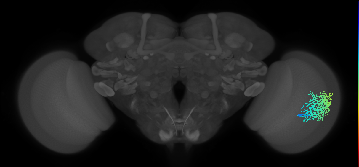 Dm6_R (MaleCNS:14028)