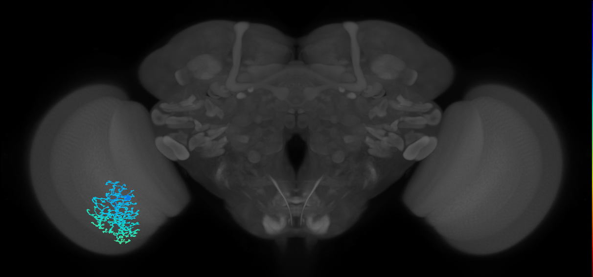 Dm6_L (MaleCNS:11738)