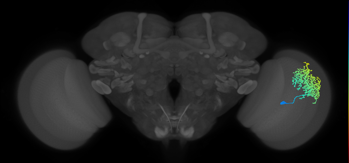 Dm6_R (MaleCNS:13869)