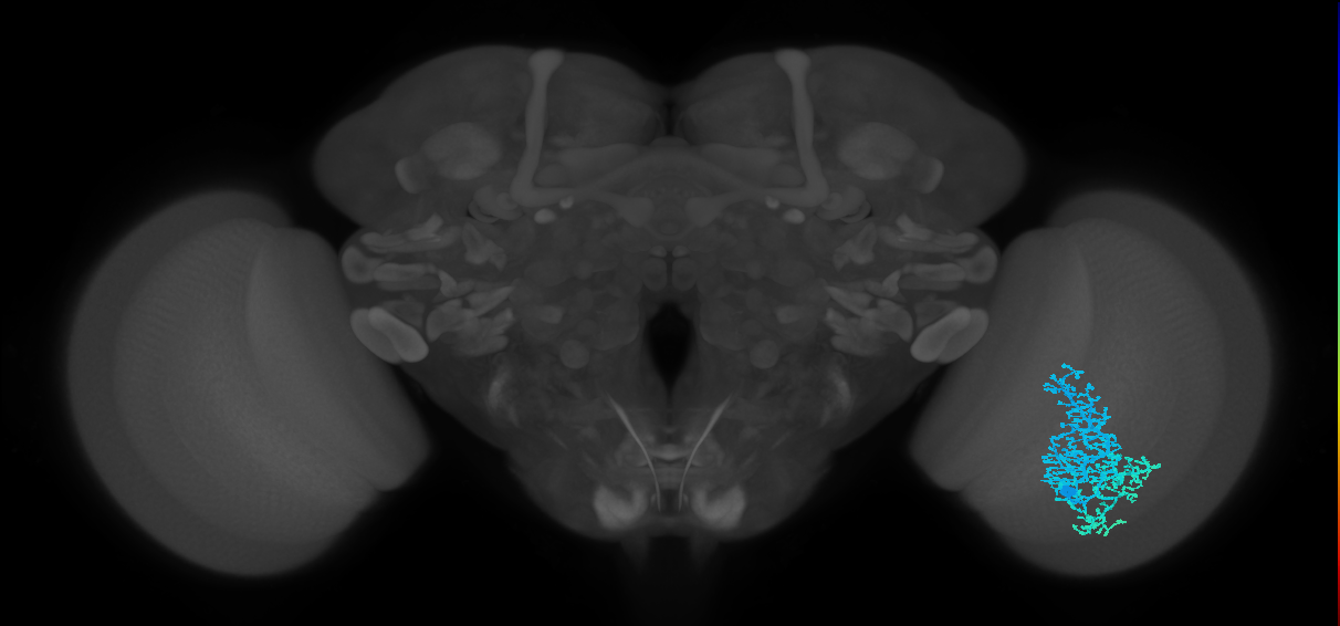 Dm6_R (MaleCNS:14812)