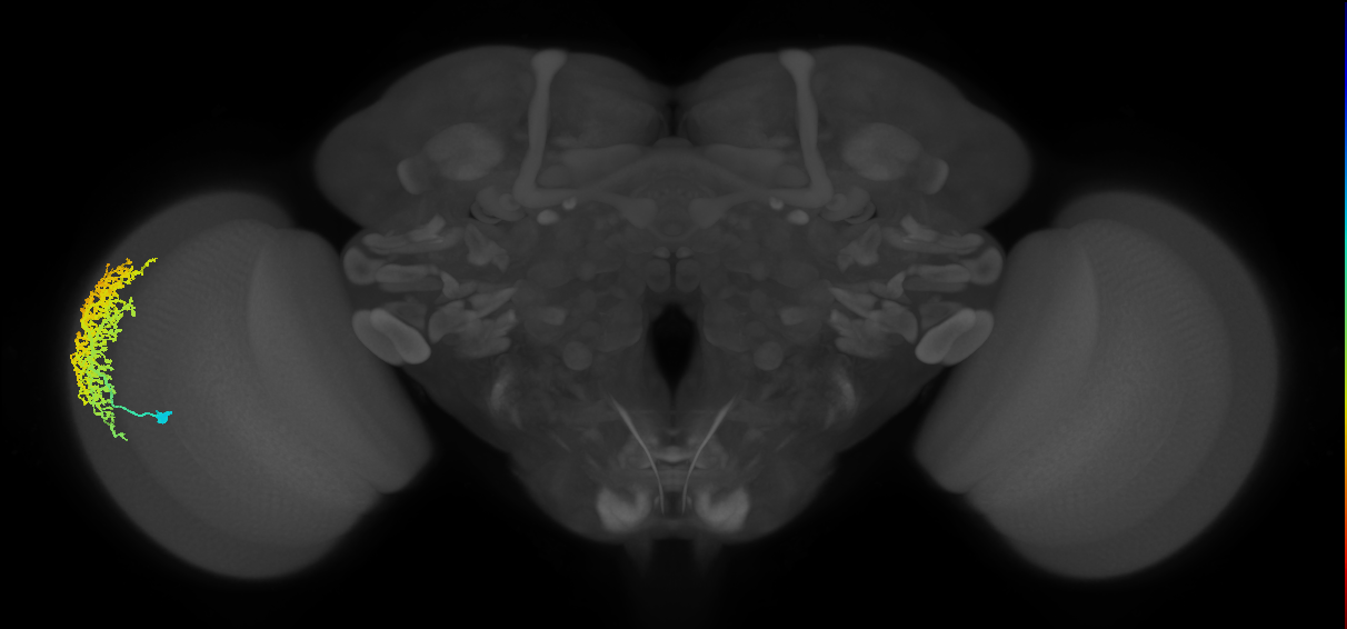 Dm6_L (MaleCNS:13346)