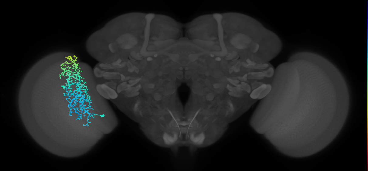 Dm6_L (MaleCNS:11434)