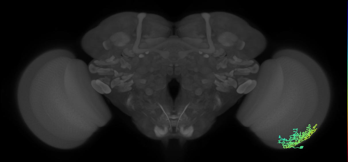 Dm6_R (MaleCNS:15589)