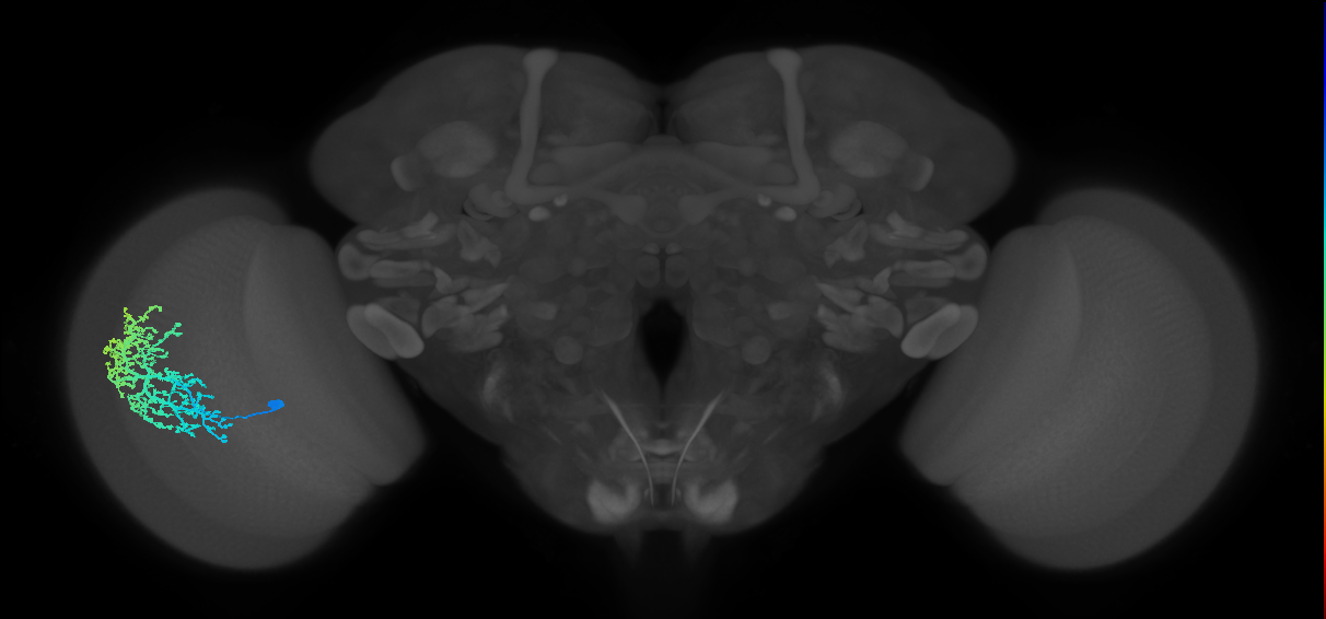 Dm6_L (MaleCNS:514056)