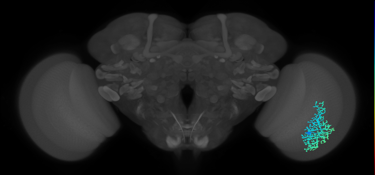 Dm6_R (MaleCNS:14645)