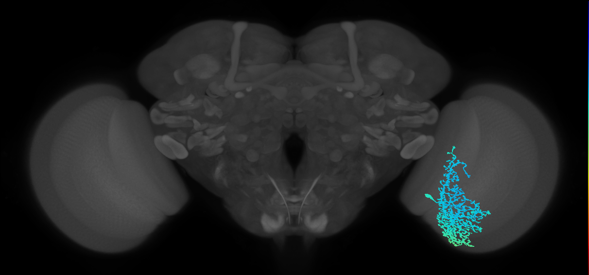 Dm6_R (MaleCNS:13265)