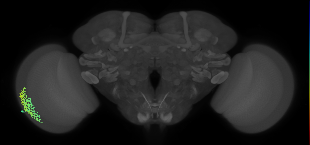 Dm6_L (MaleCNS:11168)