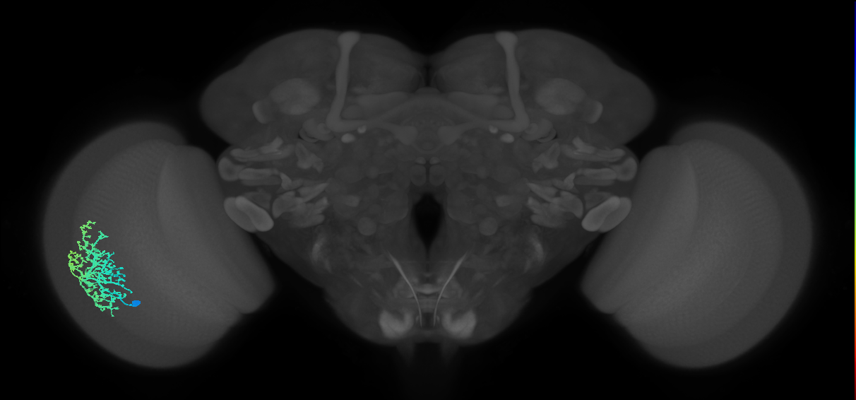 Dm6_L (MaleCNS:517380)