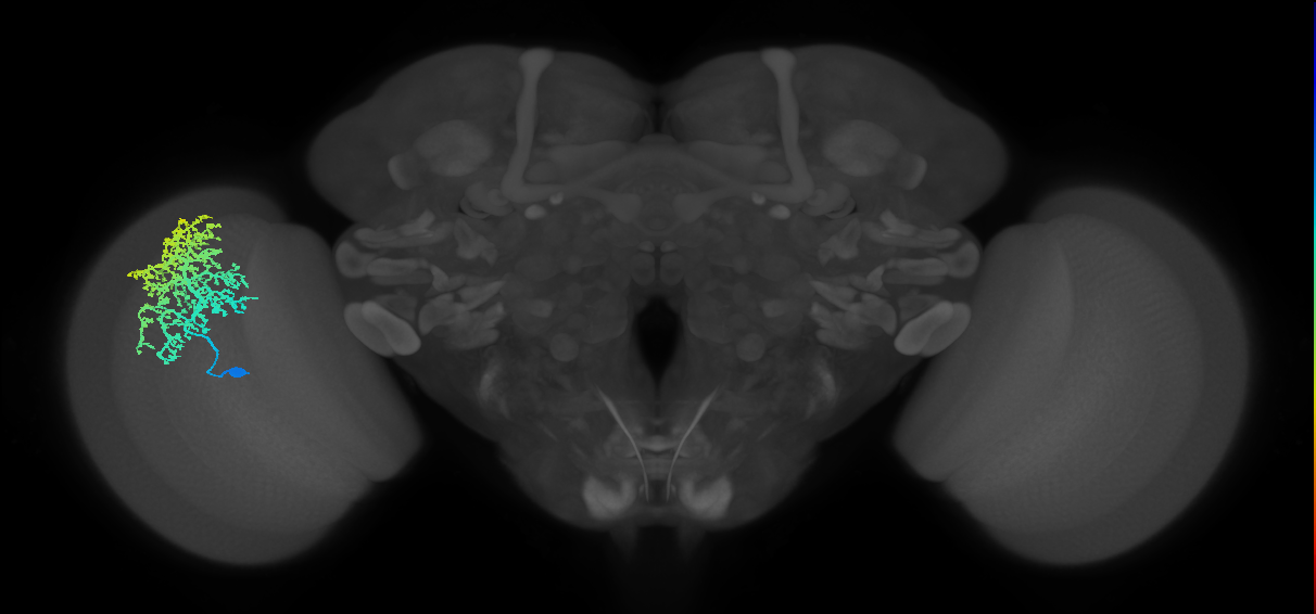 Dm6_L (MaleCNS:12132)