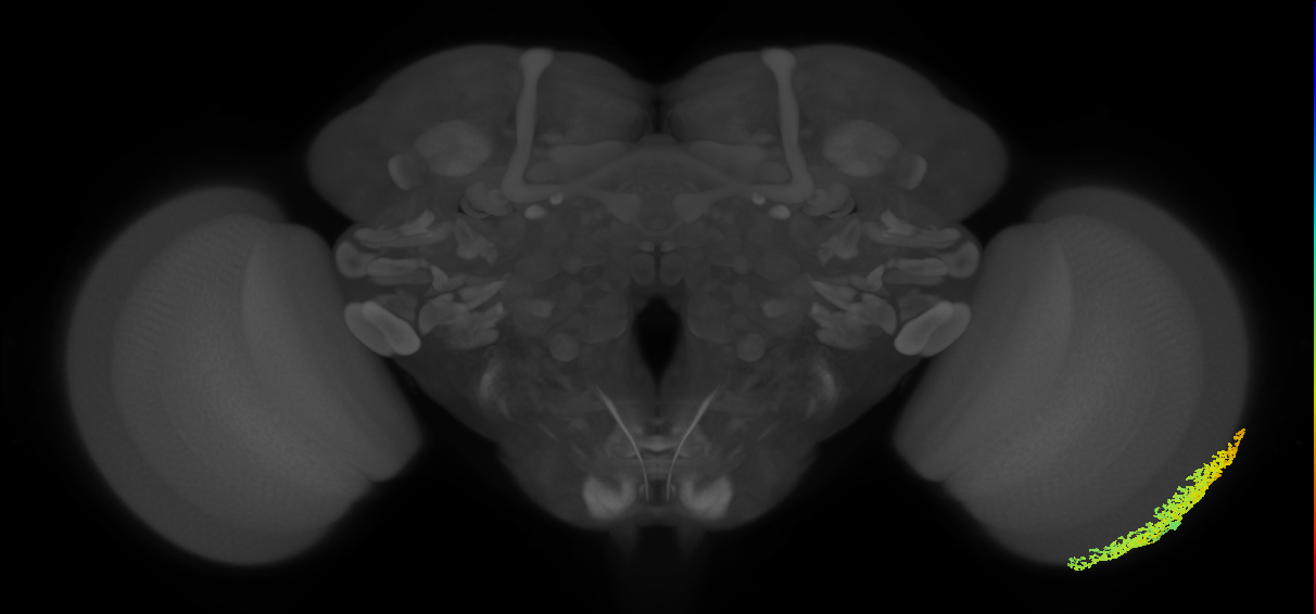 Dm6_R (MaleCNS:14898)