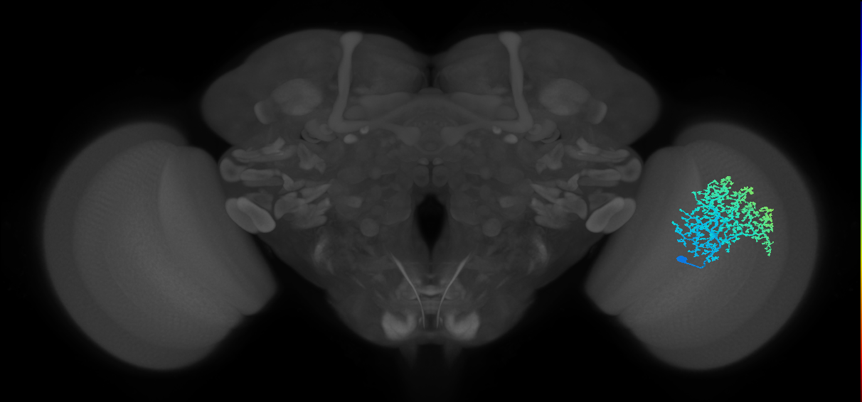 Dm6_R (MaleCNS:14129)