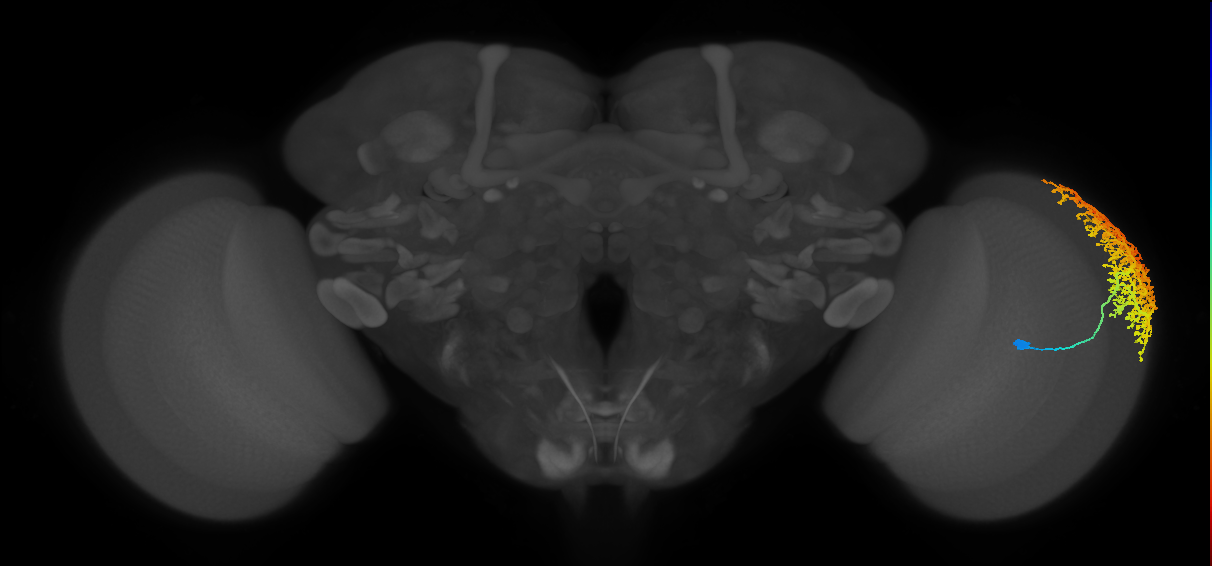 Dm6_R (MaleCNS:12719)
