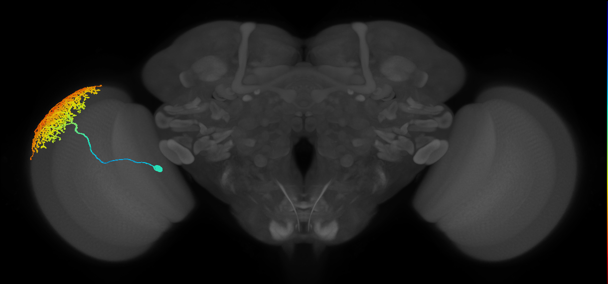 Dm6_L (MaleCNS:523882)