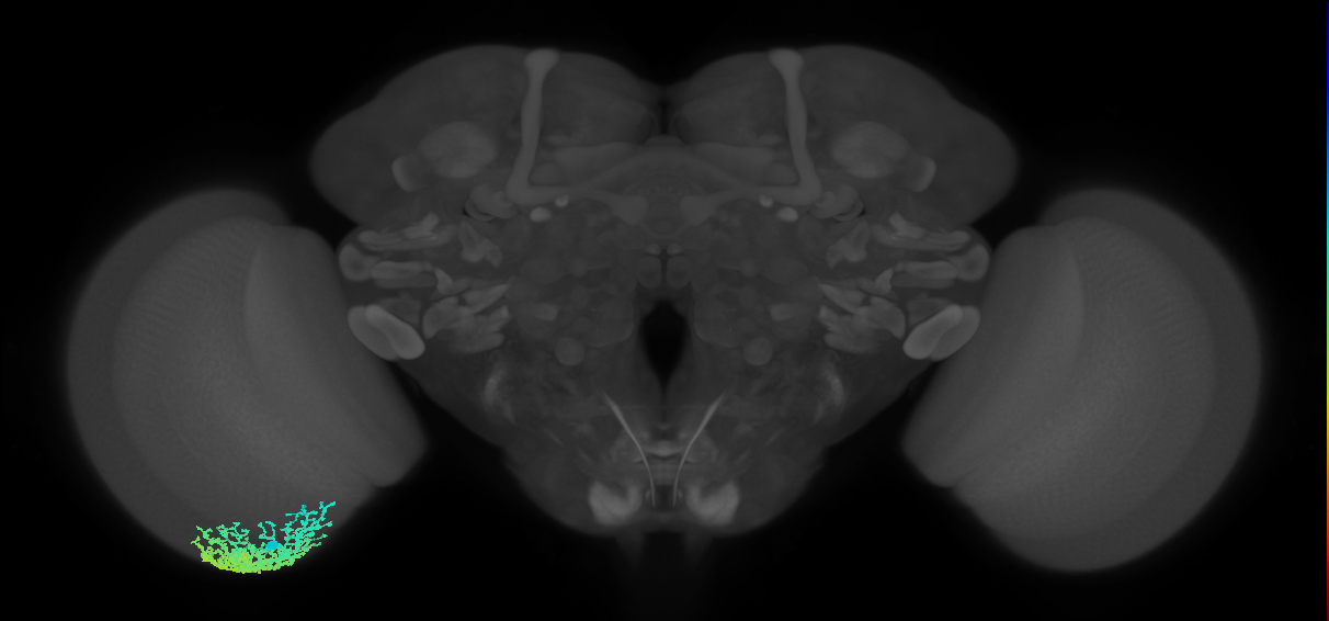 Dm6_L (MaleCNS:15488)