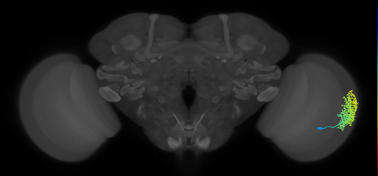 Dm6_R (MaleCNS:14104)