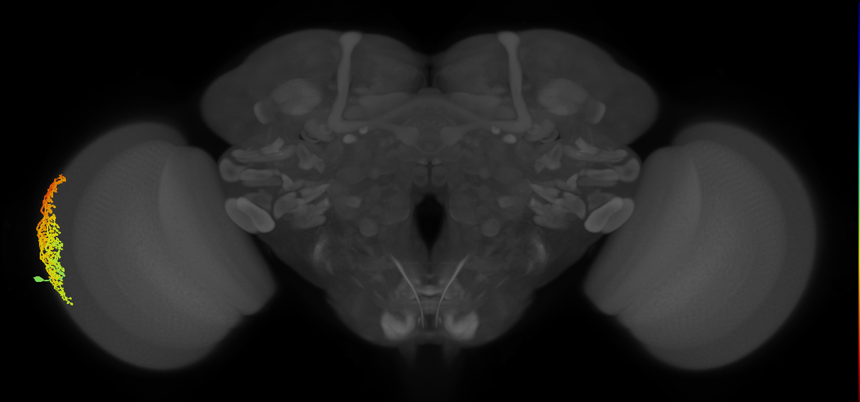 Dm6_L (MaleCNS:12227)