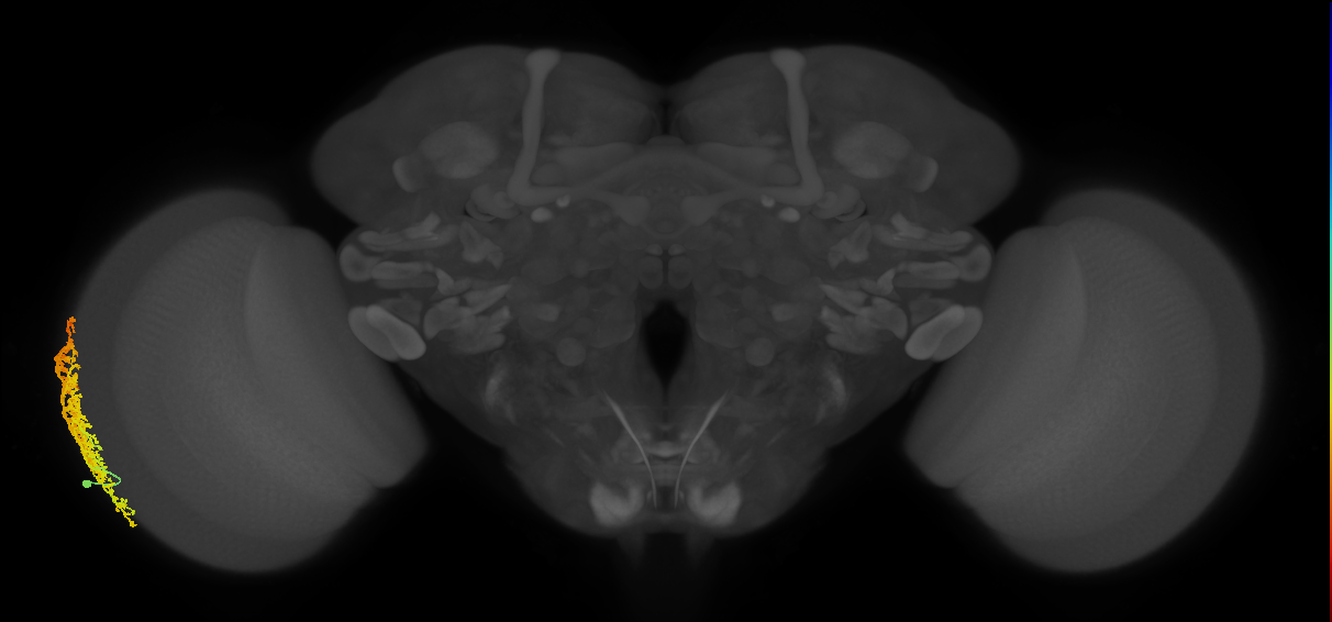 Dm6_L (MaleCNS:12684)