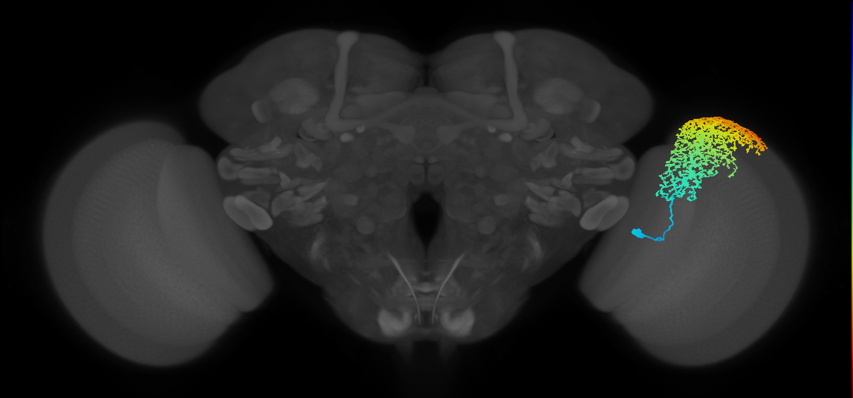 Dm6_R (MaleCNS:12099)