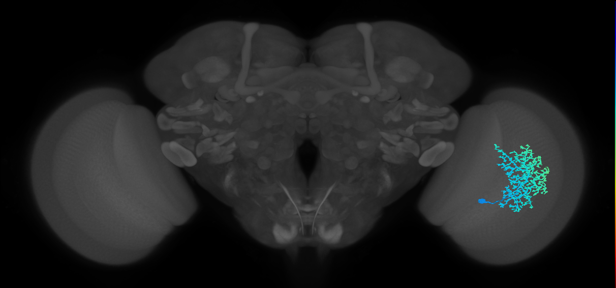 Dm6_R (MaleCNS:14422)