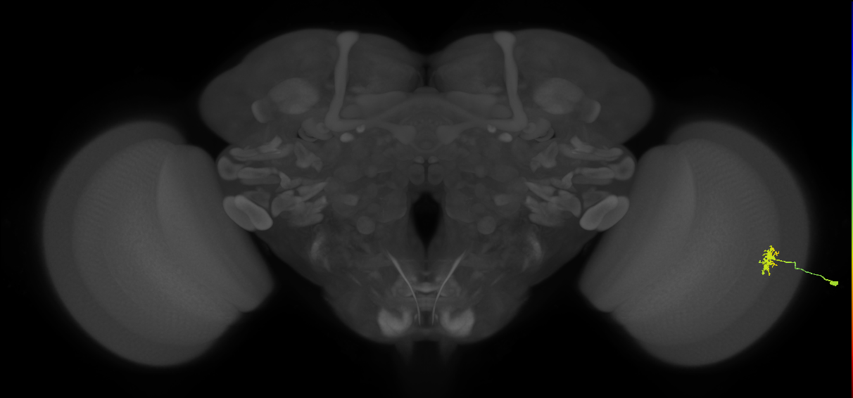 Dm8a_R (MaleCNS:73229)