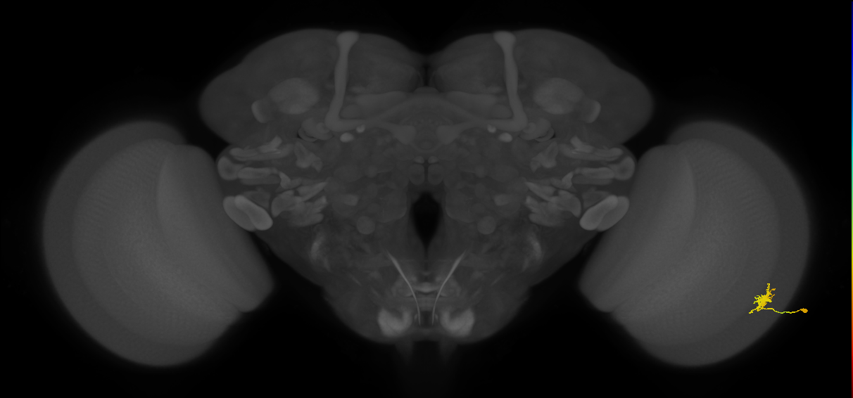 Dm8a_R (MaleCNS:65168)