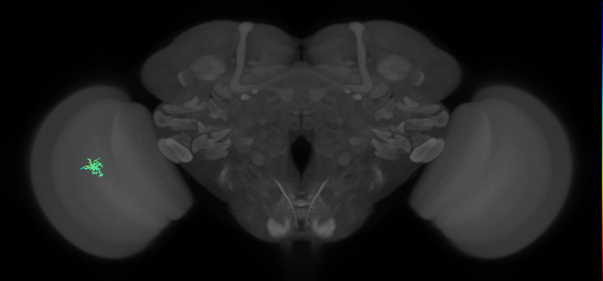 Dm8a_L (MaleCNS:558215)