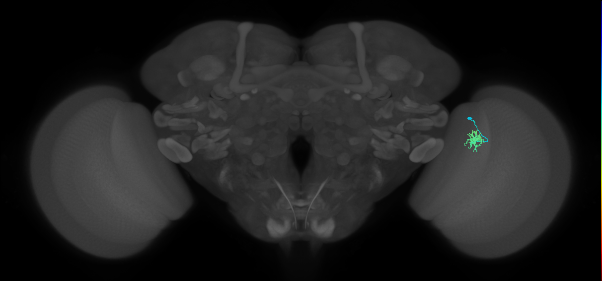 Dm8a_R (MaleCNS:92461)