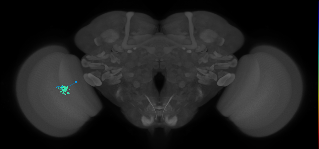 Dm8a_L (MaleCNS:524327)