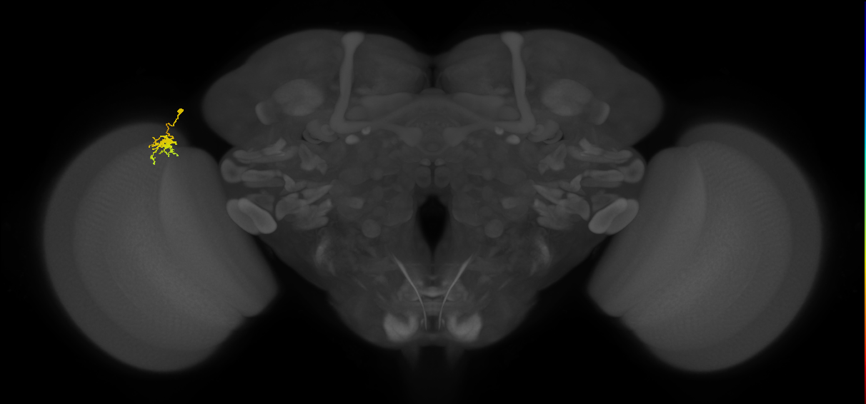 Dm8a_L (MaleCNS:80896)