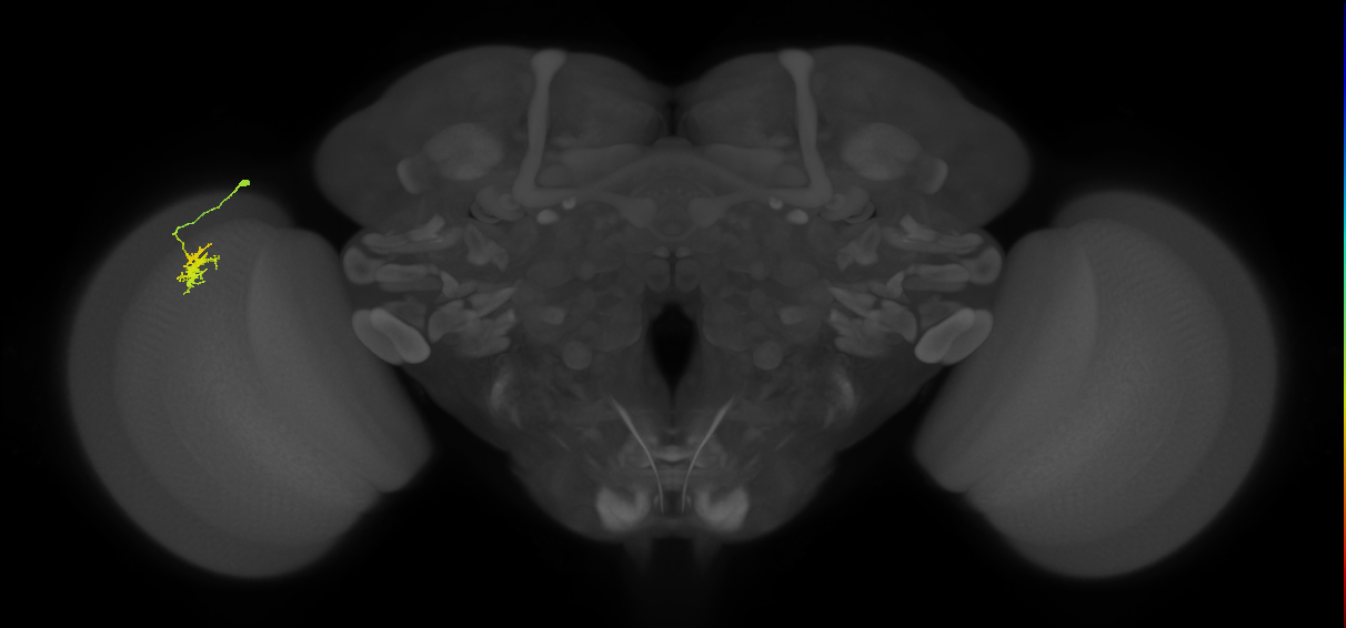 Dm8a_L (MaleCNS:25223)