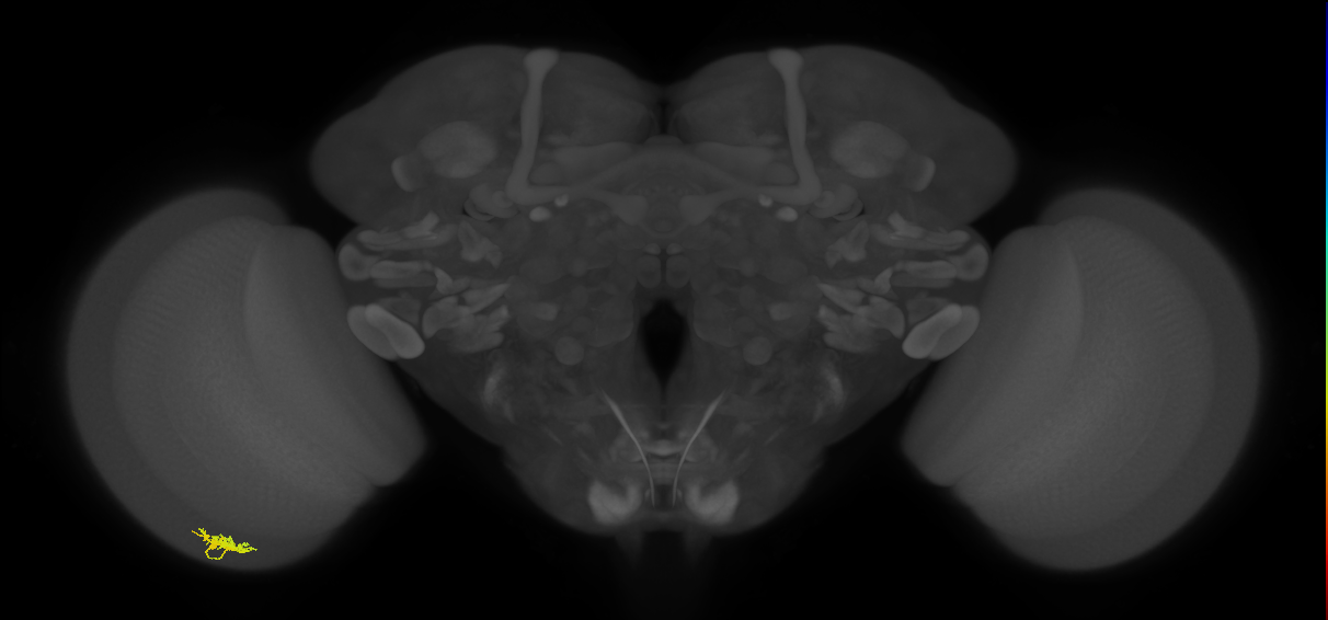Dm8a_L (MaleCNS:93346)