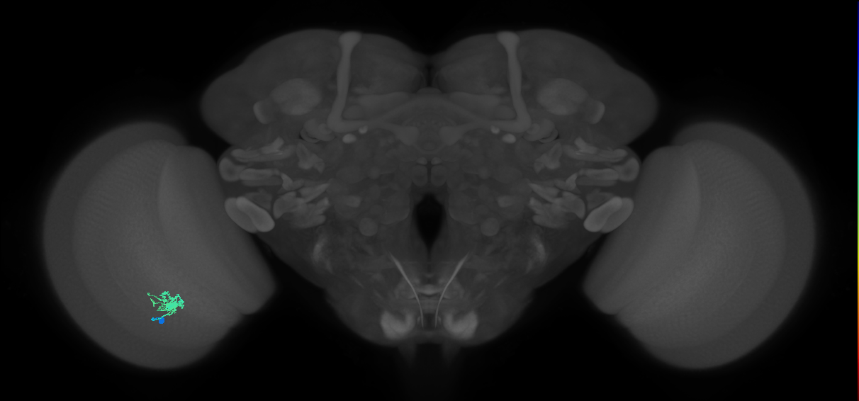 Dm8a_L (MaleCNS:71445)