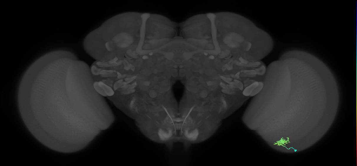 Dm8a_R (MaleCNS:71241)