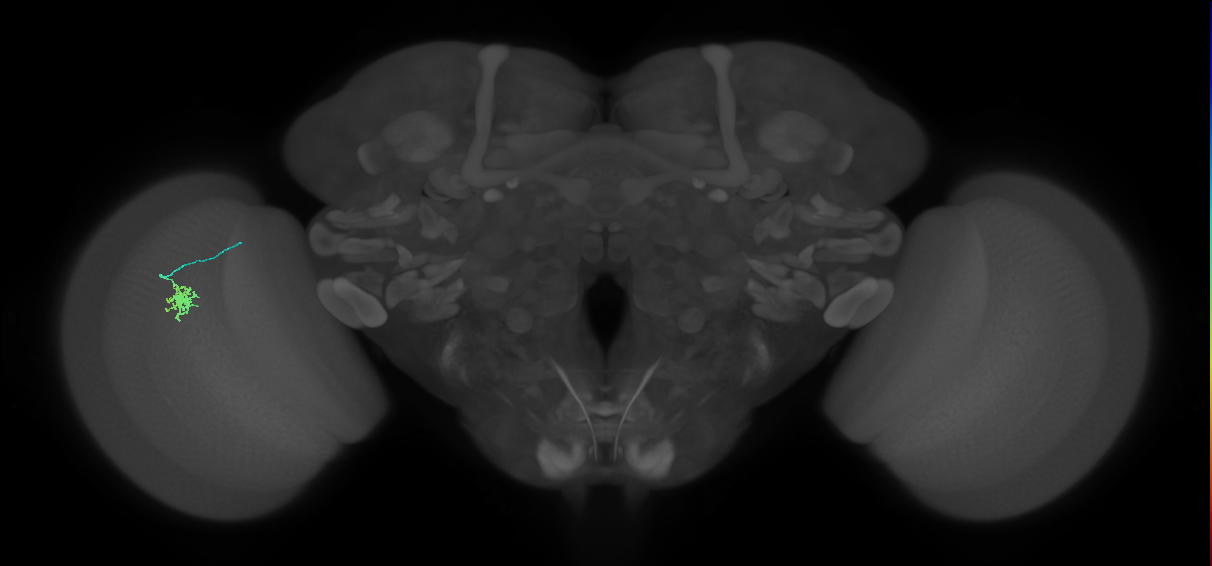 Dm8a_L (MaleCNS:140430)