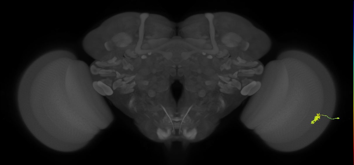 Dm8a_R (MaleCNS:77358)