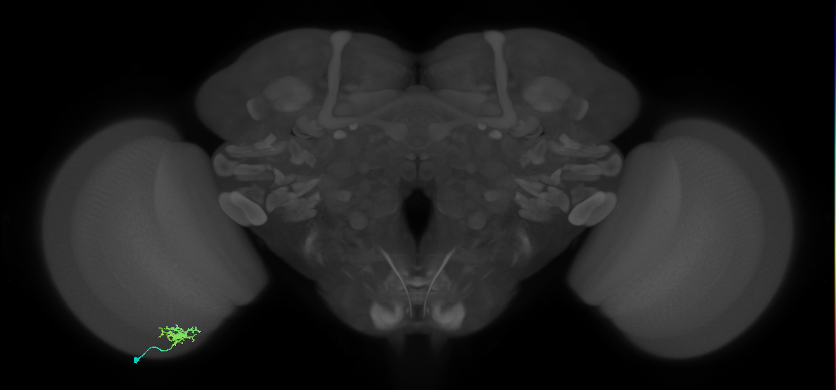 Dm8a_L (MaleCNS:69289)
