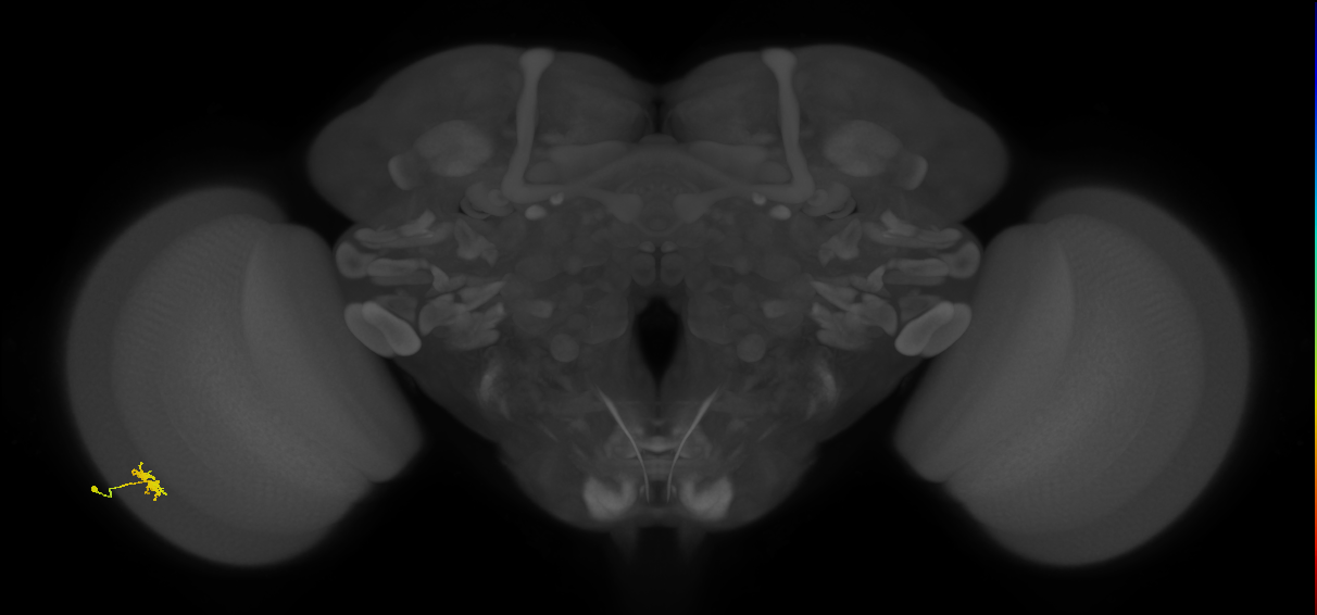 Dm8a_L (MaleCNS:63928)